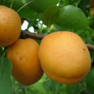 Саджанець Абрикос Світ Кот